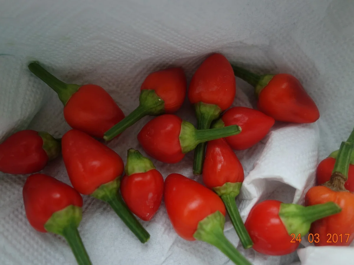 Spezialsuppe scharf; - Rezept - Bild Nr. 2353