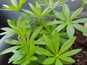 Waldmeistersirup - Rezept - Bild Nr. 2441