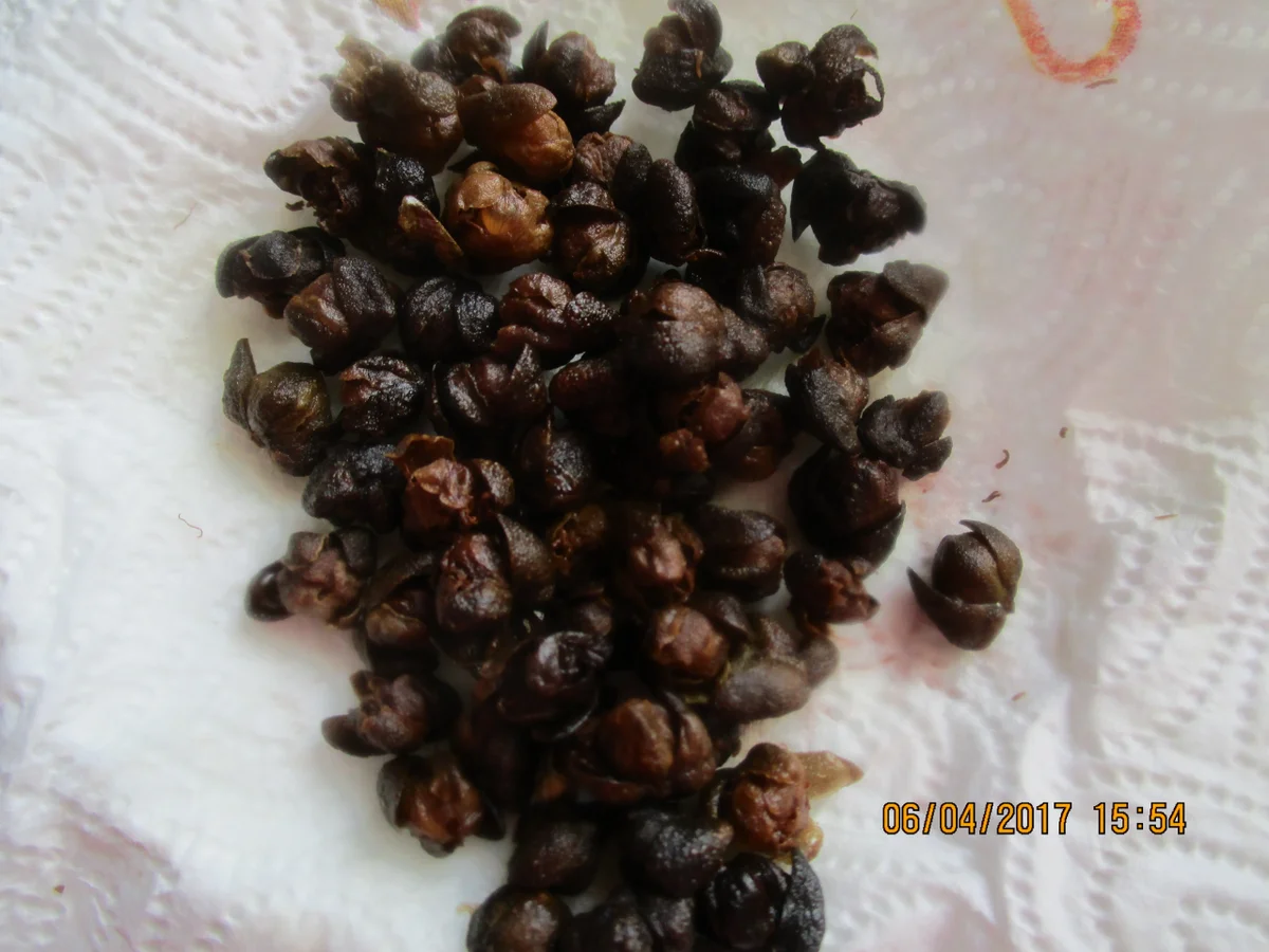 Gebratener Rotbarsch auf Kohlrabi mit Schnittlauch-Vinaigrette und frittierten Kapern - Rezept - Bild Nr. 2479