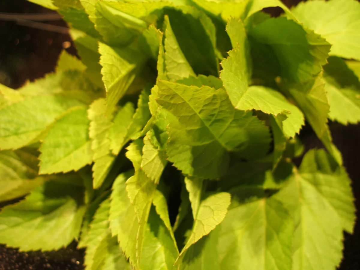 Rezept: Soßen: Giersch-Remoulade ohne Ei Bild Nr. 2469 Soßen: Giersch-Remoulade ohne Ei - Rezept - Bild Nr. 2469