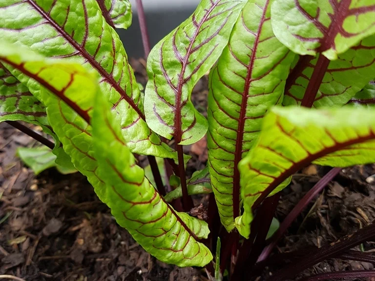 Rezept: Lummerkotelett mit Sauerampferknödeln à la Biggi Bild Nr. 2510 Lummerkotelett mit Sauerampferknödeln à la Biggi - Rezept - Bild Nr. 2510