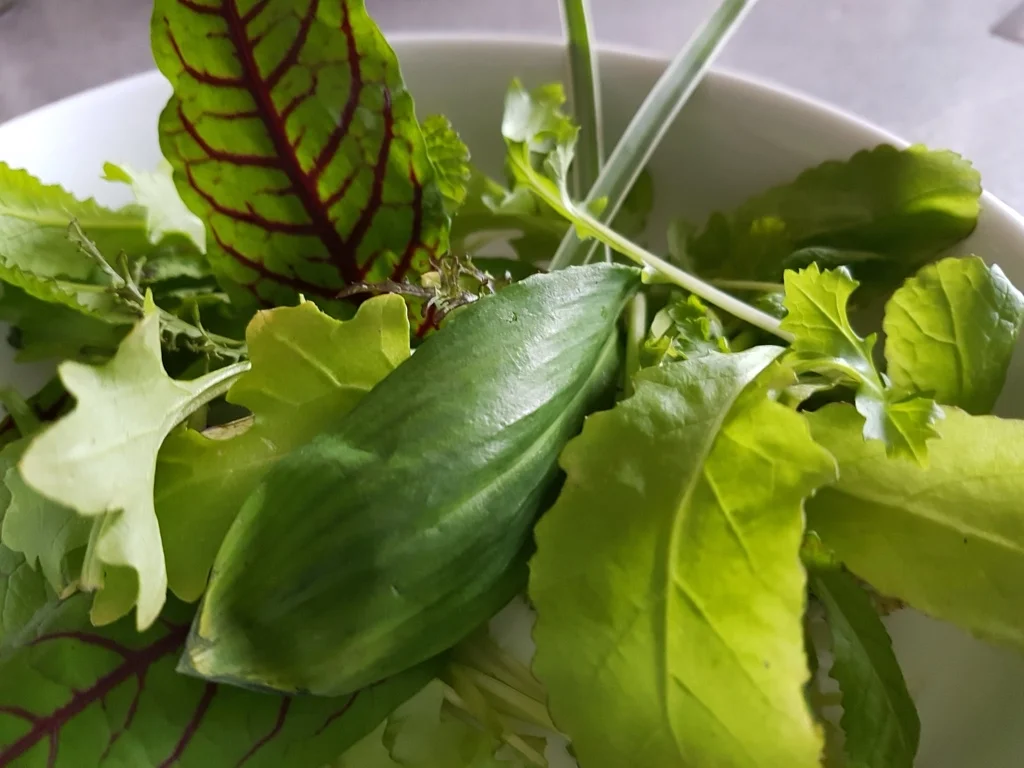 Rezept: Tbone Steak heute mit dem perfekten Pflücksalat à la Biggi Bild Nr. 2484 Tbone Steak heute mit dem perfekten Pflücksalat à la Biggi - Rezept - Bild Nr. 2484