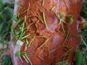 Schweinekamm im eigenen Saft geschmort à la Biggi - Rezept - Bild Nr. 2484