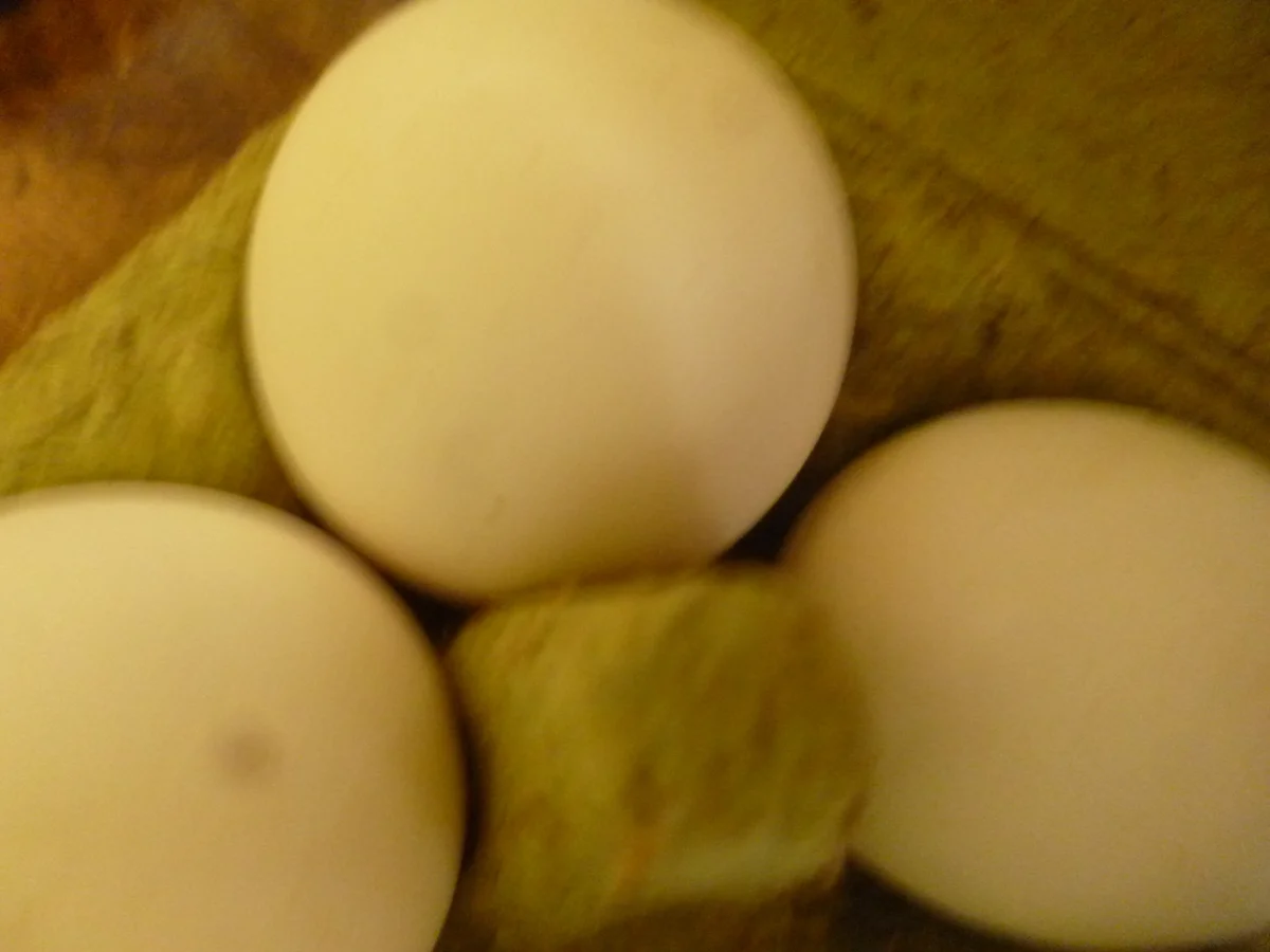 Knuspereier mit Goldkruste - Rezept - Bild Nr. 2516