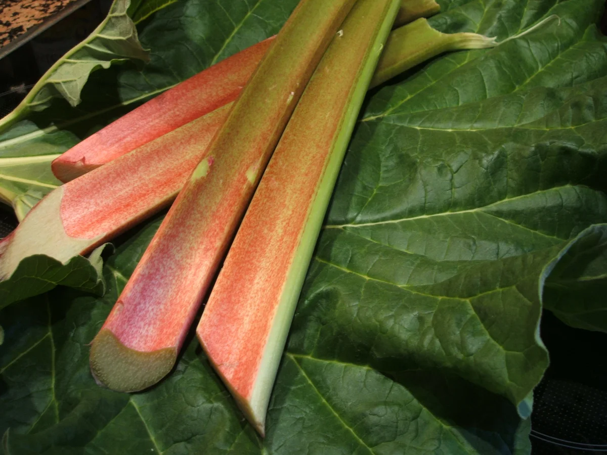 Backen: Rha(barbara)-Torte mit Karamell - Rezept - Bild Nr. 2606