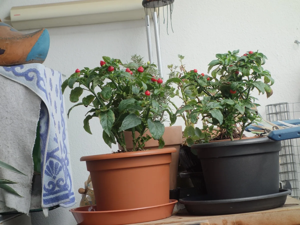 GRILL den WALTL (nicht den Henschler); - Rezept - Bild Nr. 2595