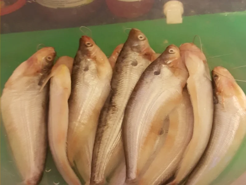 Fischcurry nach Siddek - Rezept - Bild Nr. 2639