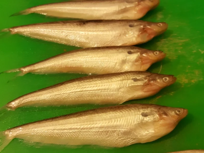 Fischcurry nach Siddek - Rezept - Bild Nr. 2644