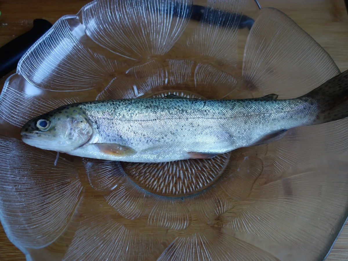 FISCH:  Die blaue Forelle ! - Rezept - Bild Nr. 2683