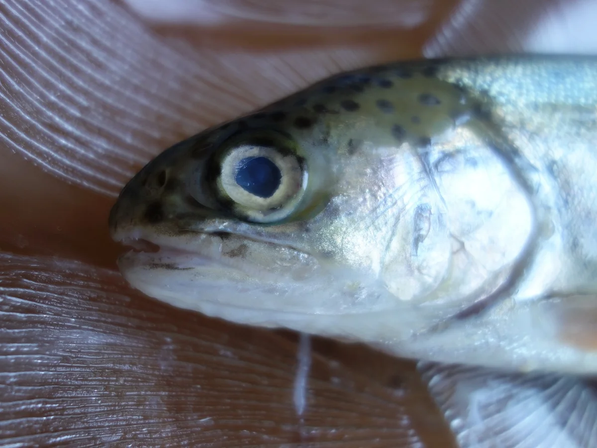 FISCH:  Die blaue Forelle ! - Rezept - Bild Nr. 2684