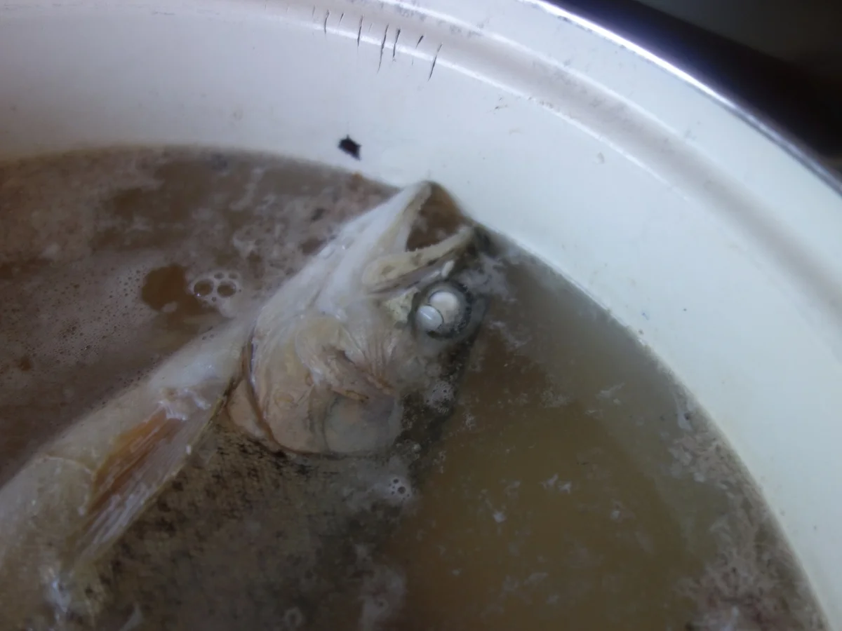 FISCH:  Die blaue Forelle ! - Rezept - Bild Nr. 2686