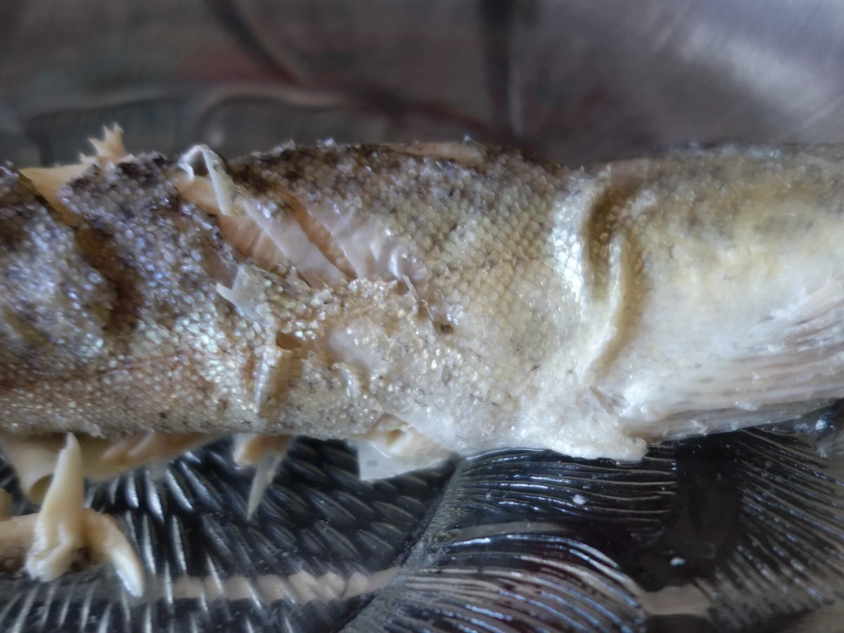 FISCH:  Die blaue Forelle ! - Rezept - Bild Nr. 2689