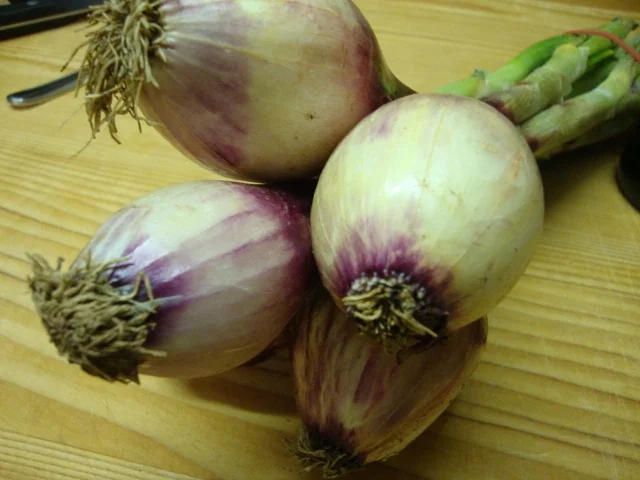 Rezept: "Marmellata di Cipolla Rosse di Tropea" Bild Nr. 2790 "Marmellata di Cipolla Rosse di Tropea" - Rezept - Bild Nr. 2790