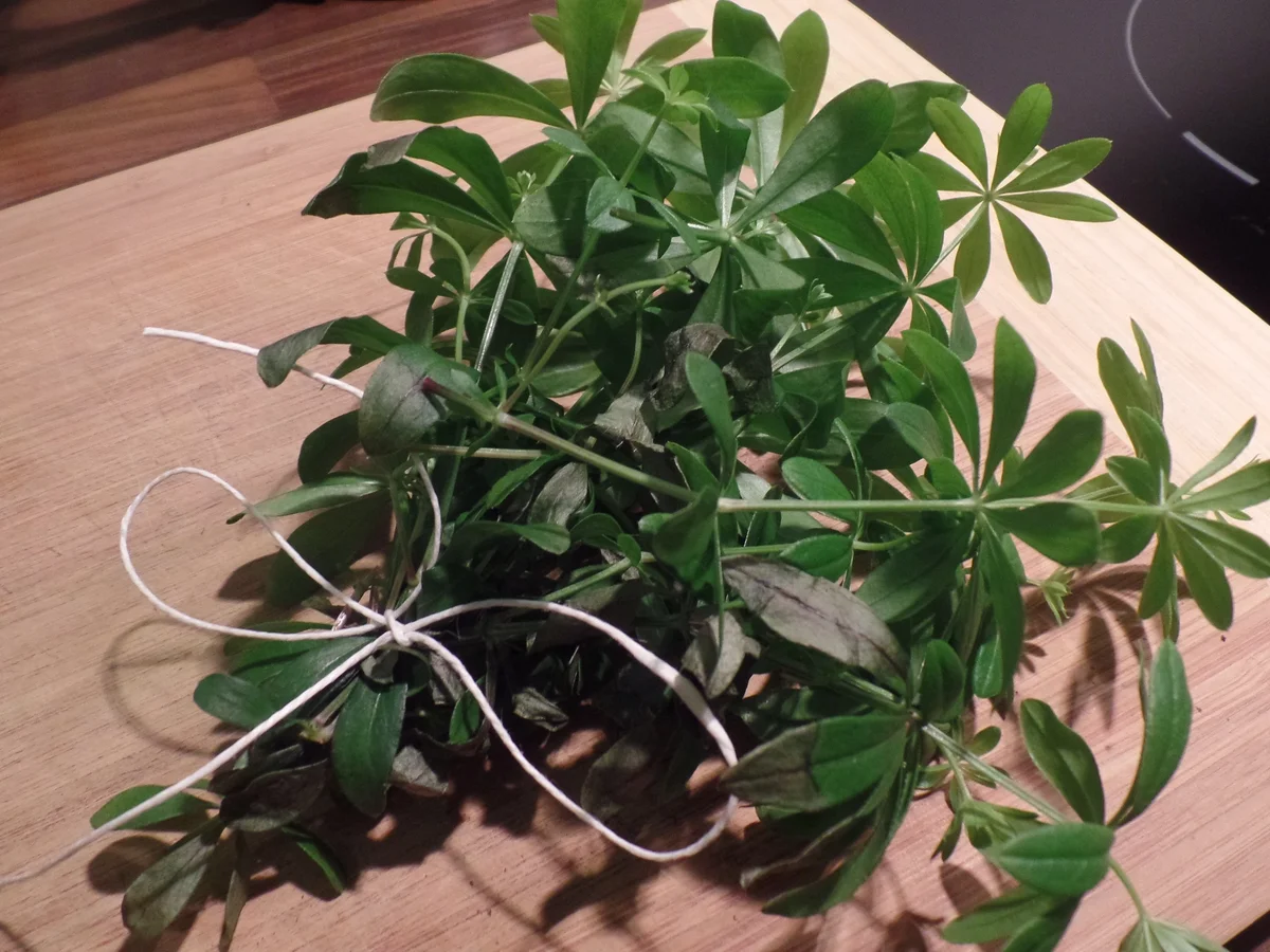 Waldmeister-Apfelsaft-Gelee - Rezept - Bild Nr. 2829