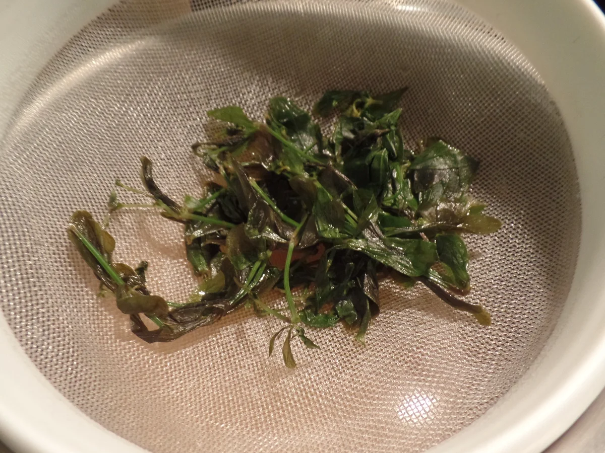 Waldmeister-Apfelsaft-Gelee - Rezept - Bild Nr. 2833