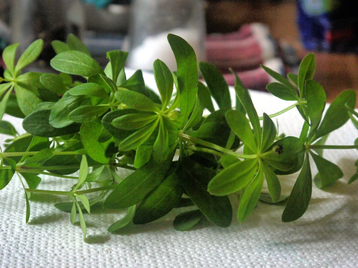 Rezept: Waldmeister-Törtchen Bild Nr. 4 Waldmeister-Törtchen - Rezept - Bild Nr. 4