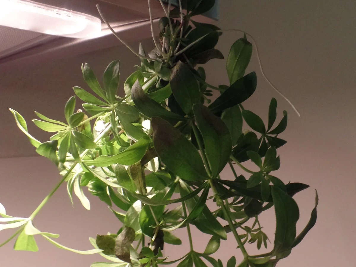 Maibowle - Rezept - Bild Nr. 2894