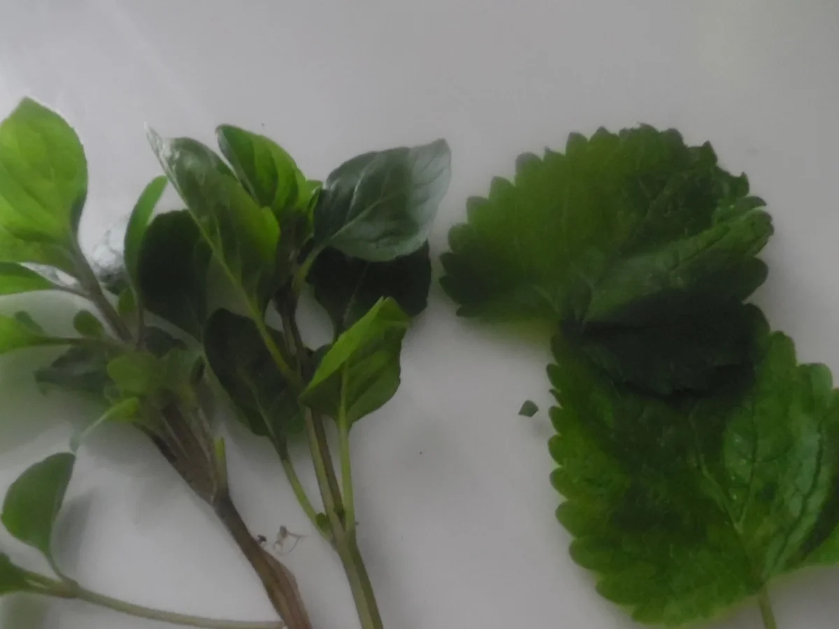 Rezept: Grüne Erbsensuppe mit scharfem Garnelenspieß Bild Nr. 2908 Grüne Erbsensuppe mit scharfem Garnelenspieß - Rezept - Bild Nr. 2908