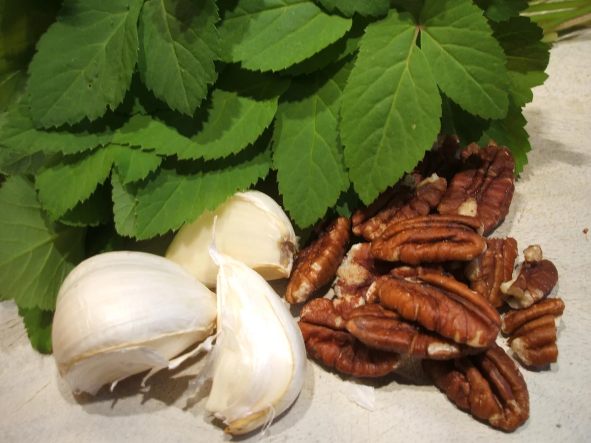 Gewürzmischungen: Giersch-Pesto - Rezept - Bild Nr. 2949