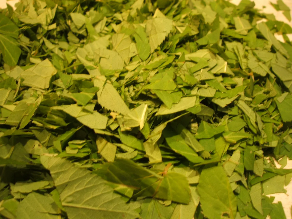 Gewürzmischungen: Giersch-Pesto - Rezept - Bild Nr. 2950