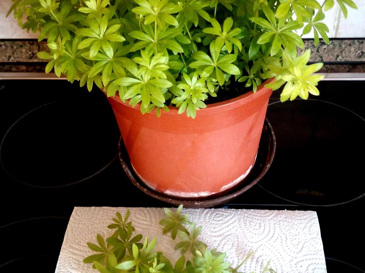 Rezept: Waldmeister - Panna Cotta ... Bild Nr. 2983 Waldmeister - Panna Cotta ... - Rezept - Bild Nr. 2983