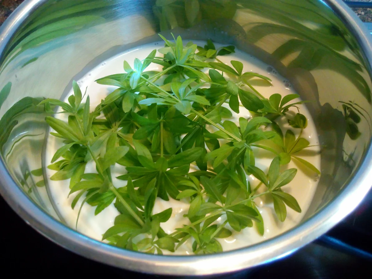 Rezept: Waldmeister - Panna Cotta ... Bild Nr. 2984 Waldmeister - Panna Cotta ... - Rezept - Bild Nr. 2984