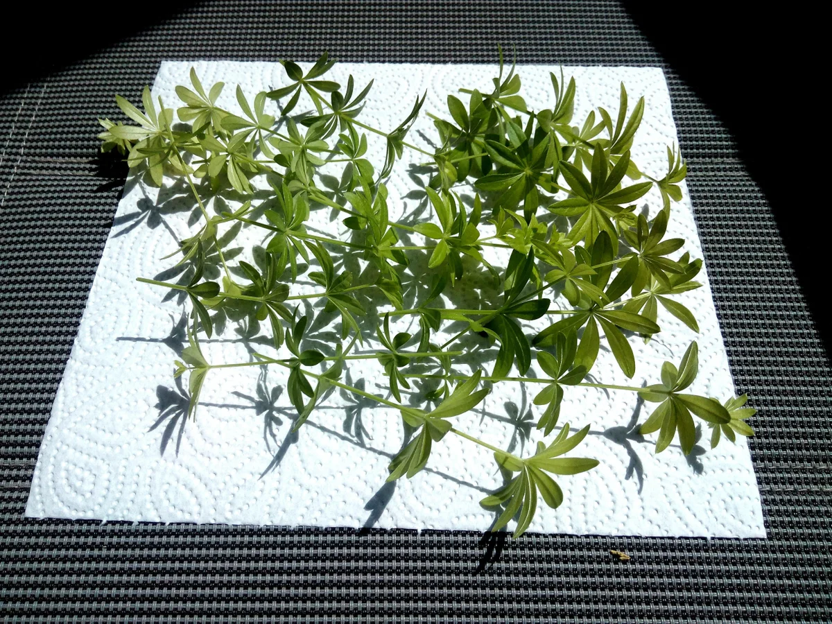 Rezept: Waldmeister - Panna Cotta ... Bild Nr. 2986 Waldmeister - Panna Cotta ... - Rezept - Bild Nr. 2986