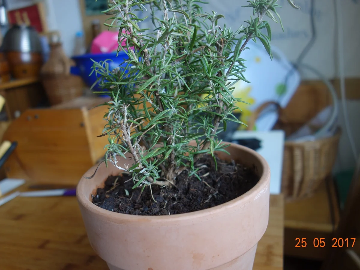 Rezept: BEILAGE: Rosmarin-Anis-Zwiebel Kartofferl; Bild Nr. 2962 BEILAGE: Rosmarin-Anis-Zwiebel Kartofferl; - Rezept - Bild Nr. 2962