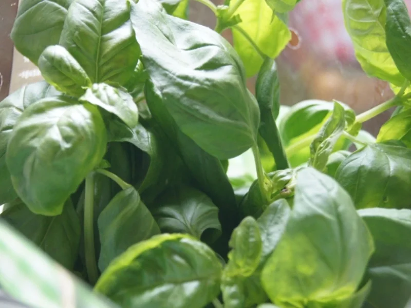 Tomaten-Minimozzarella-Salat - Rezept - Bild Nr. 2990