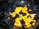 käsesalat - Rezept - Bild Nr. 3007