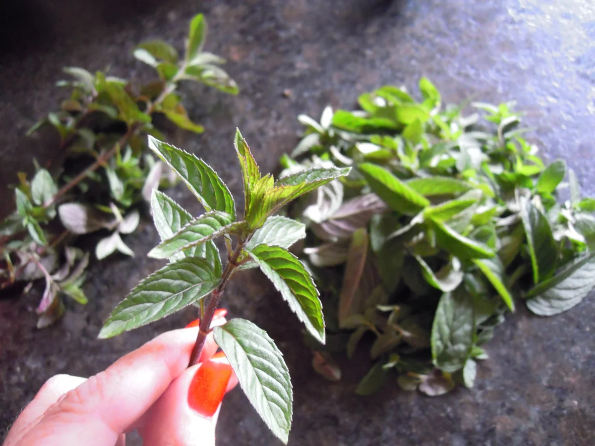 Erbsen - Minz - Püree - Rezept - Bild Nr. 3035