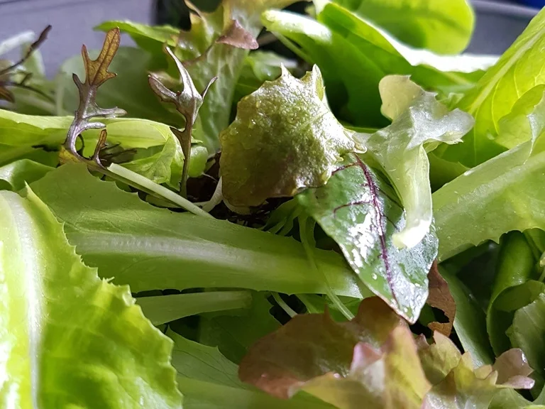 Rezept: Salat mit Flusskrebsen und schwarzem Reis Bild Nr. 3032 Salat mit Flusskrebsen und schwarzem Reis - Rezept - Bild Nr. 3032