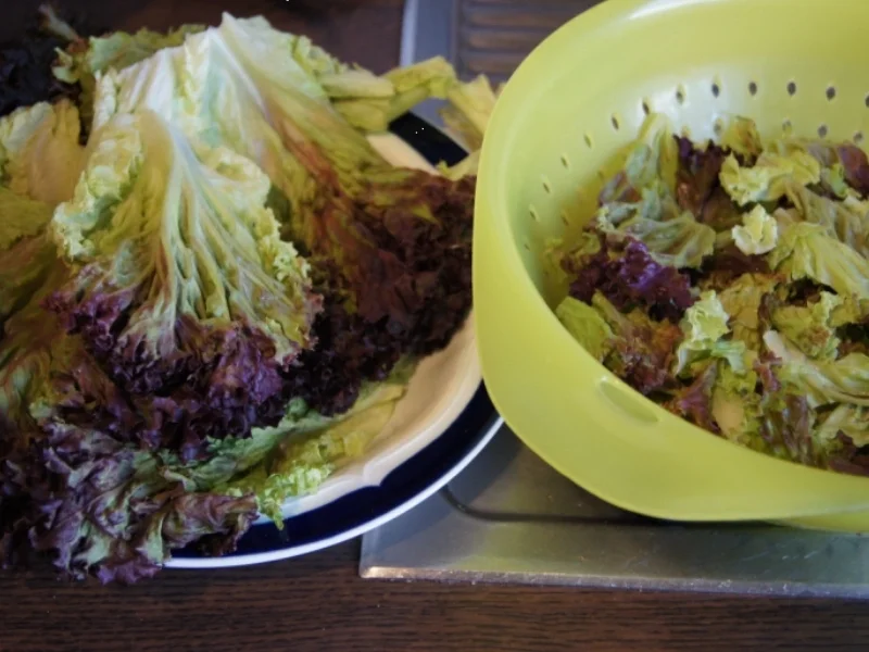 Meersalz-Kümmel-Drillinge mit luftgetrockneter-Mettwurst und Lollo-Rosso-Salat - Rezept - Bild Nr. 3056