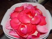 Rosensirup - Rezept - Bild Nr. 3131