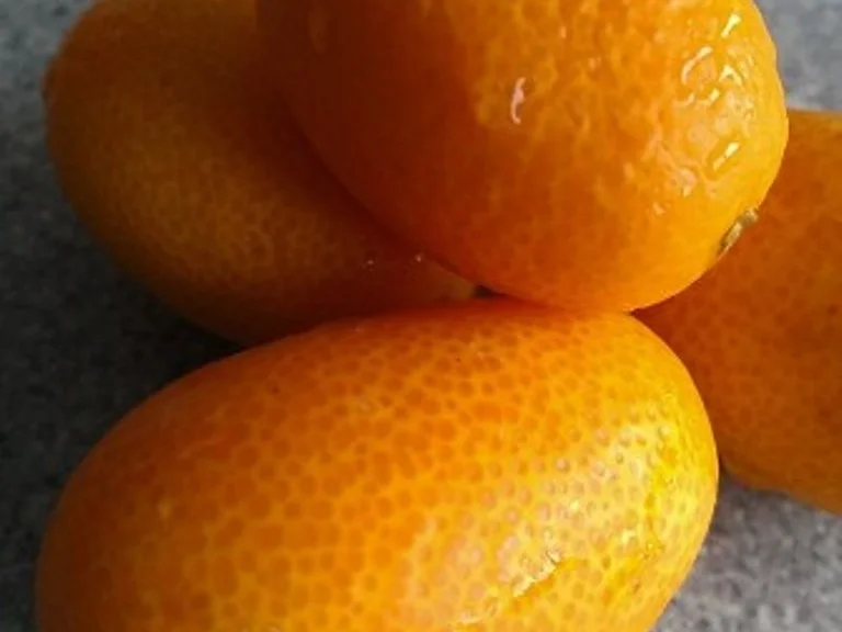 Orangenfruchtcreme Aufstrich - Rezept - Bild Nr. 3131