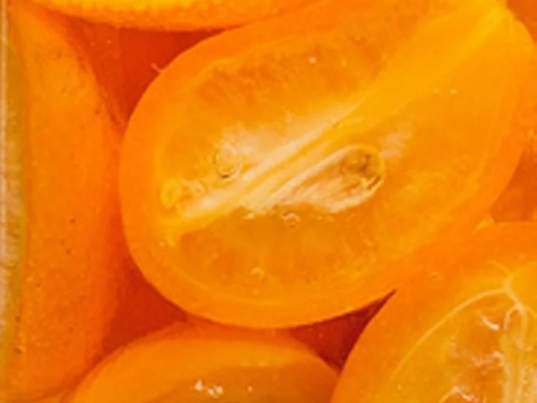 Orangenfruchtcreme Aufstrich - Rezept - Bild Nr. 3135