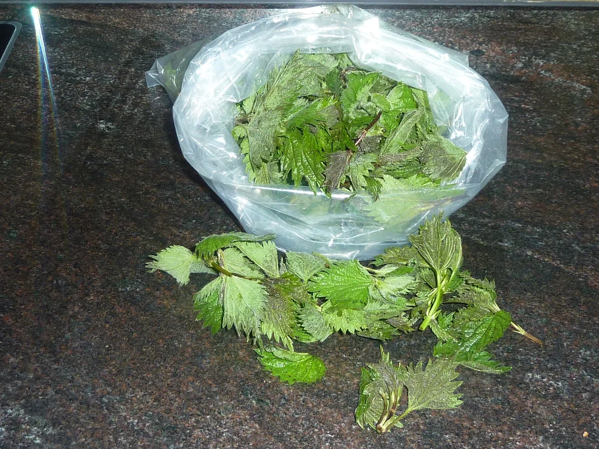 Brennnessel- Speck  Brot   - Rezept - Bild Nr. 3163