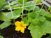 Omlet mit gem. Salat - Rezept - Bild Nr. 3230