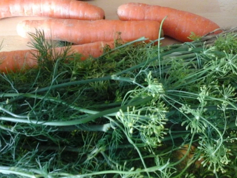 Eingelegte Gewürzgurken nach Drahuse - Rezept - Bild Nr. 3382