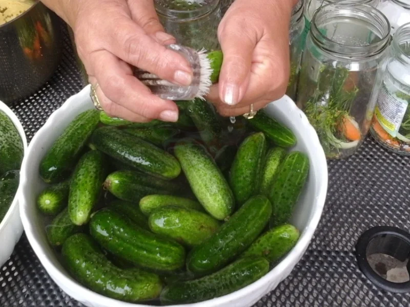 Eingelegte Gewürzgurken nach Drahuse - Rezept - Bild Nr. 3385