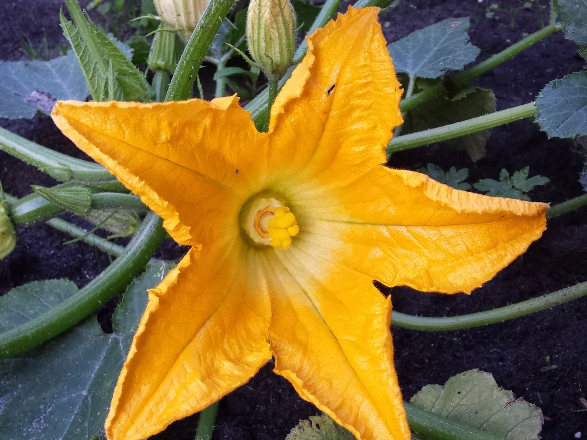 Ein Traum von einer Zucchini, gefüllt - Rezept - Bild Nr. 3378