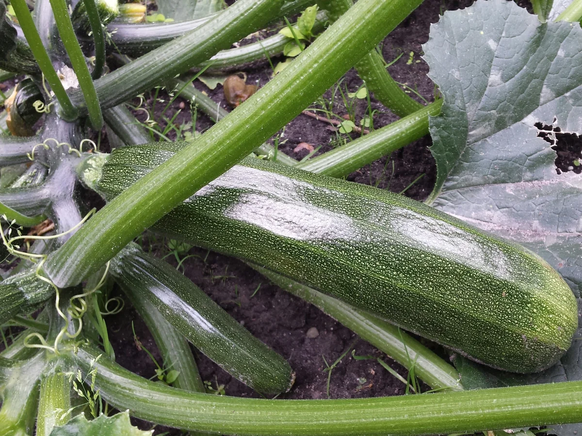 Ein Traum von einer Zucchini, gefüllt - Rezept - Bild Nr. 3380