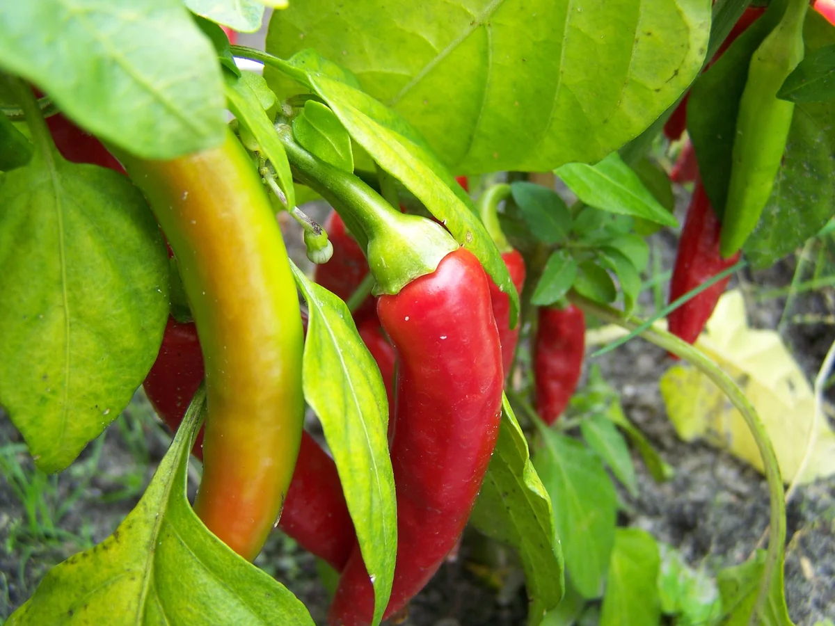 Ein Traum von einer Zucchini, gefüllt - Rezept - Bild Nr. 3381