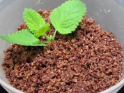 Vorrat: Knusper-Schoko-Streusel - Rezept - Bild Nr. 3406