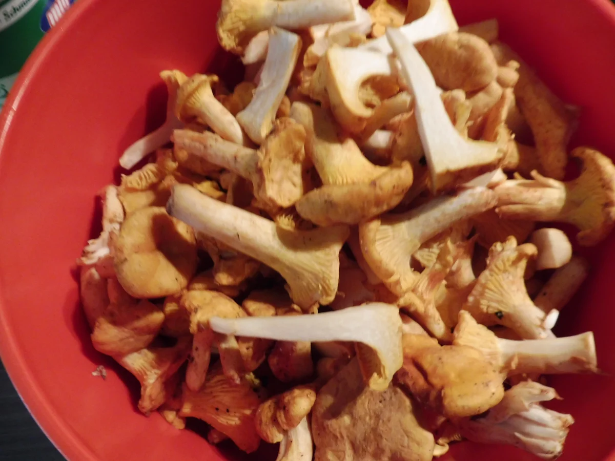 Rezept: Pfifferlinge in Sahnesoße zu Pfannkuchen. Bild Nr. 3429 Pfifferlinge in Sahnesoße zu Pfannkuchen. - Rezept - Bild Nr. 3429