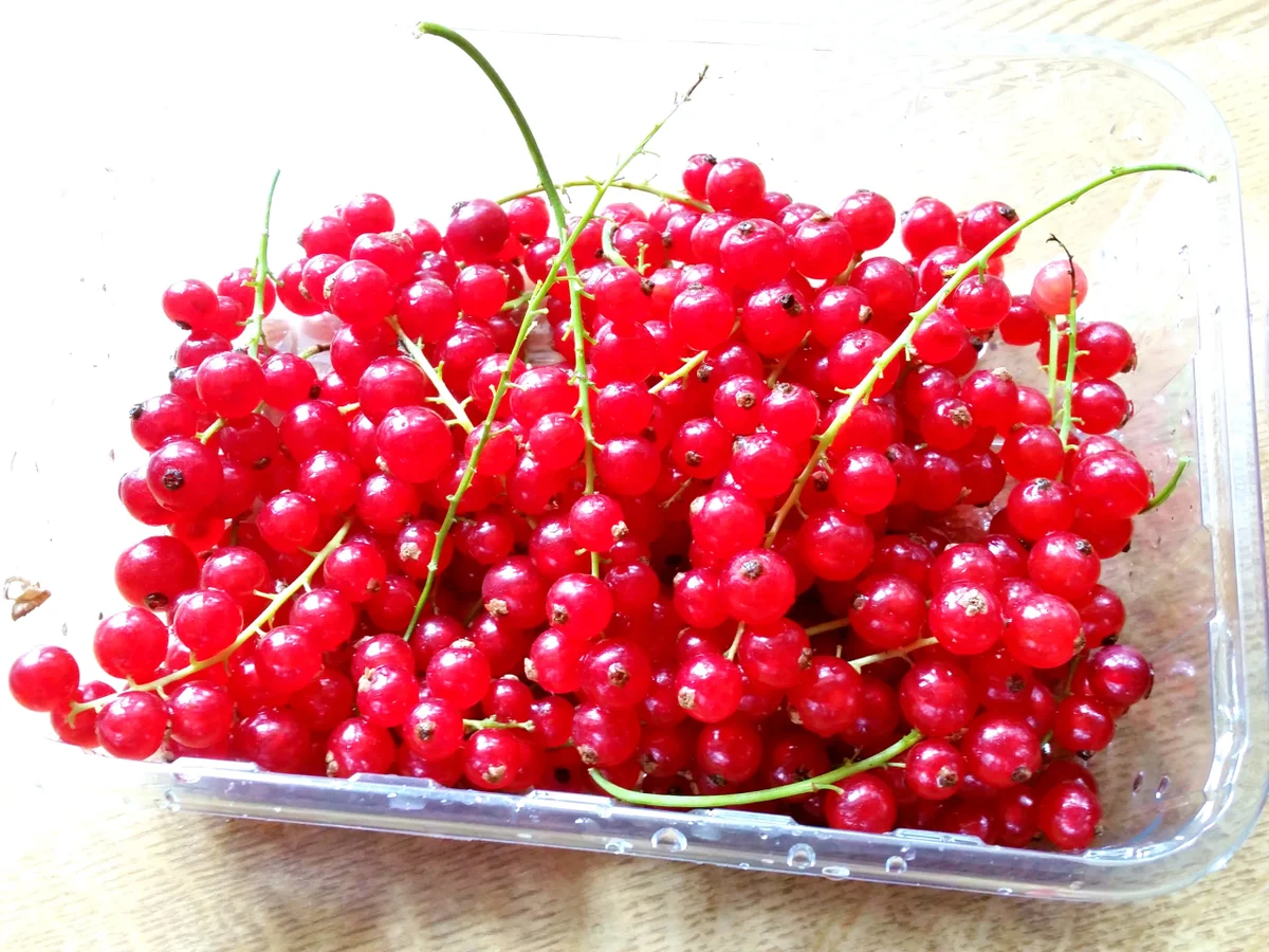 Johannisbeer-Gelee  "mit Volldampf" - Rezept - Bild Nr. 3459