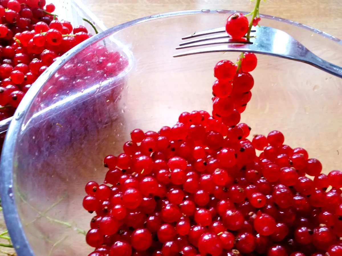 Johannisbeer-Gelee  "mit Volldampf" - Rezept - Bild Nr. 3460