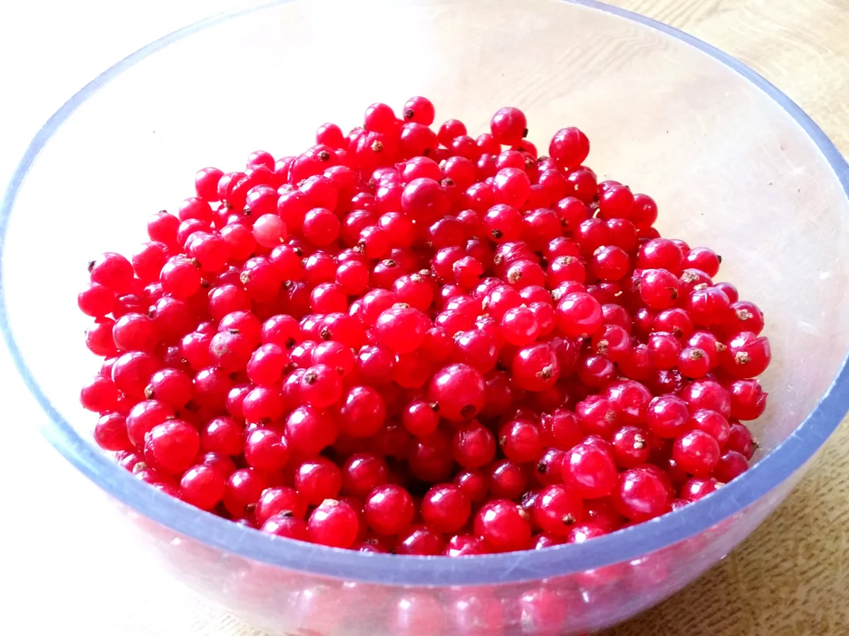 Johannisbeer-Gelee  "mit Volldampf" - Rezept - Bild Nr. 3461