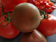 Pilz-Tomaten-Paprika Sosse - Rezept - Bild Nr. 3461