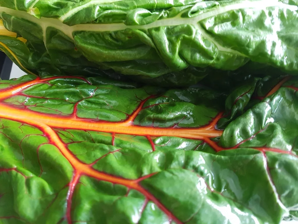 Rezept: Regenbogen Mangold Bild Nr. 3466 Regenbogen Mangold - Rezept - Bild Nr. 3466